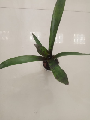 Неорегелия кэвиар, в горшке